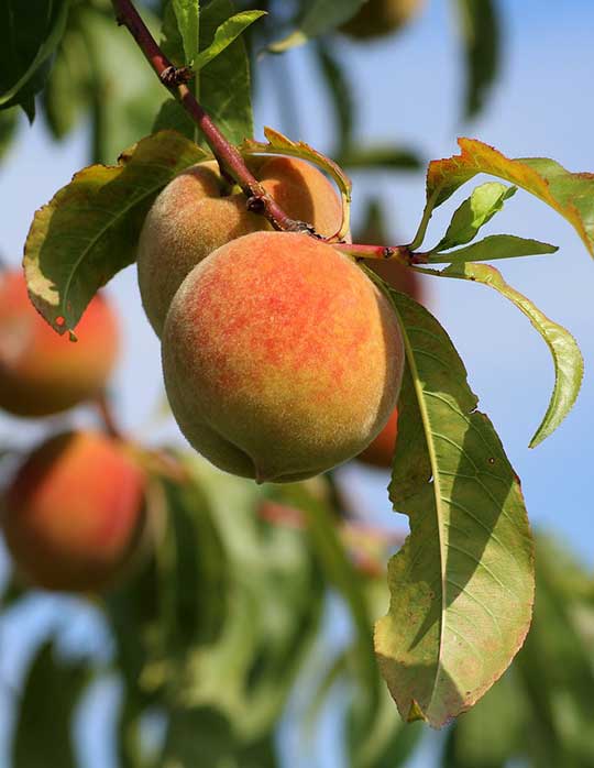 persica peach contender