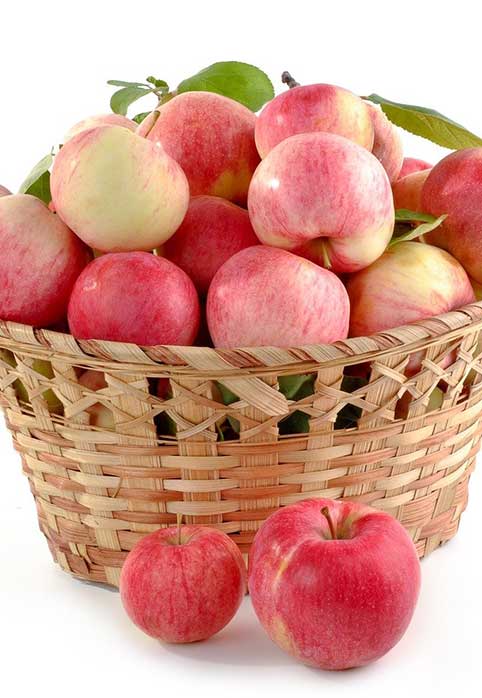 pink lady apple trees