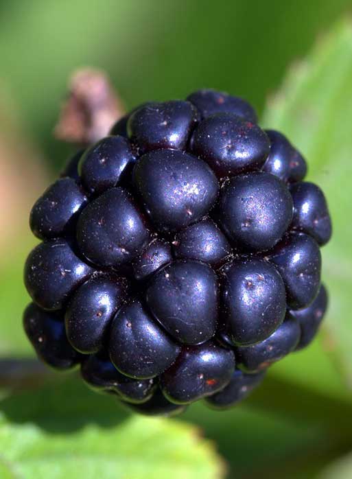 Raspberry munger black