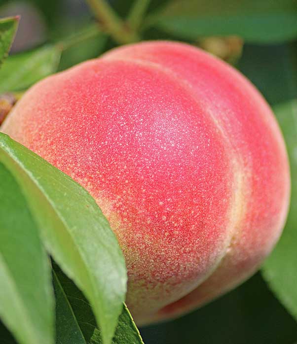 Redhaven peach tree