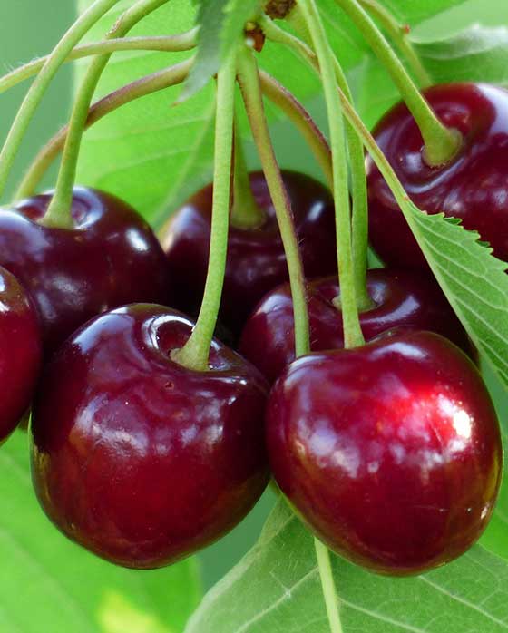 Black Tartarian Cherry Tree