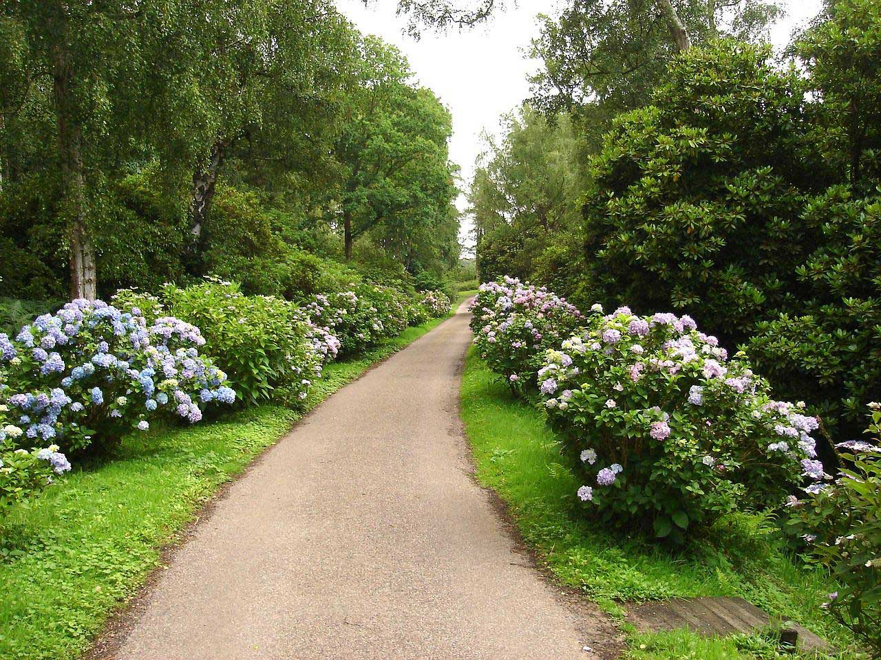 Hydrangea macrophylla edging