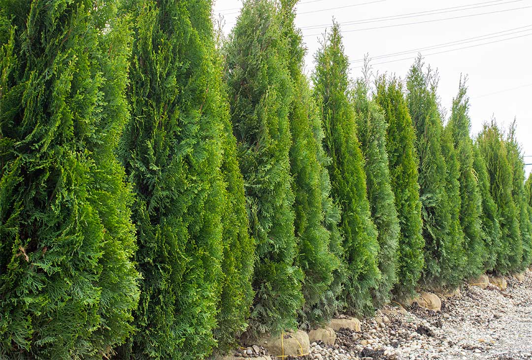 Privacy screening using evergreens around Lake County, IL