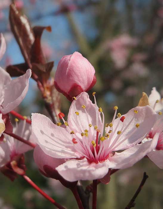 Mount St. Helens Plum Tree