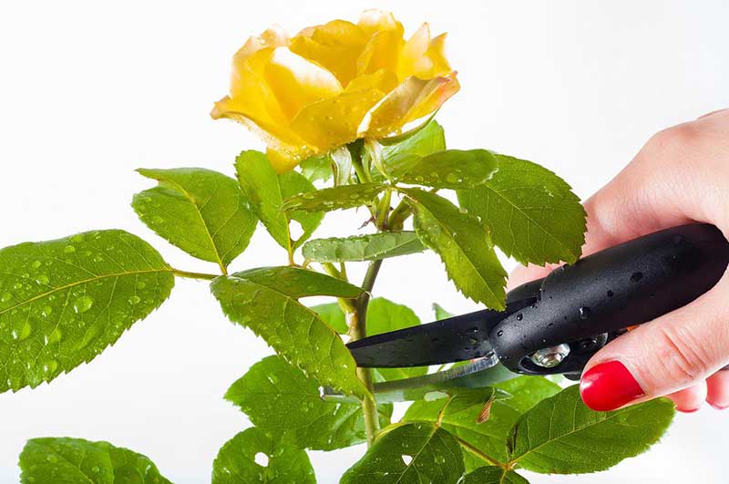 How to care for roses