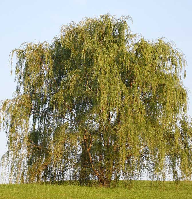 Wisconsin weeping willow