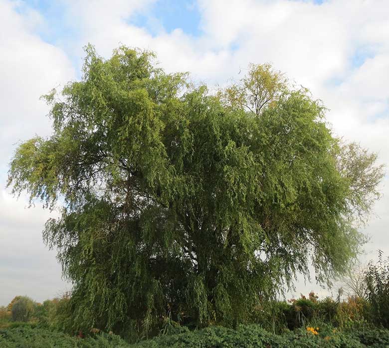 Corkscrew willow