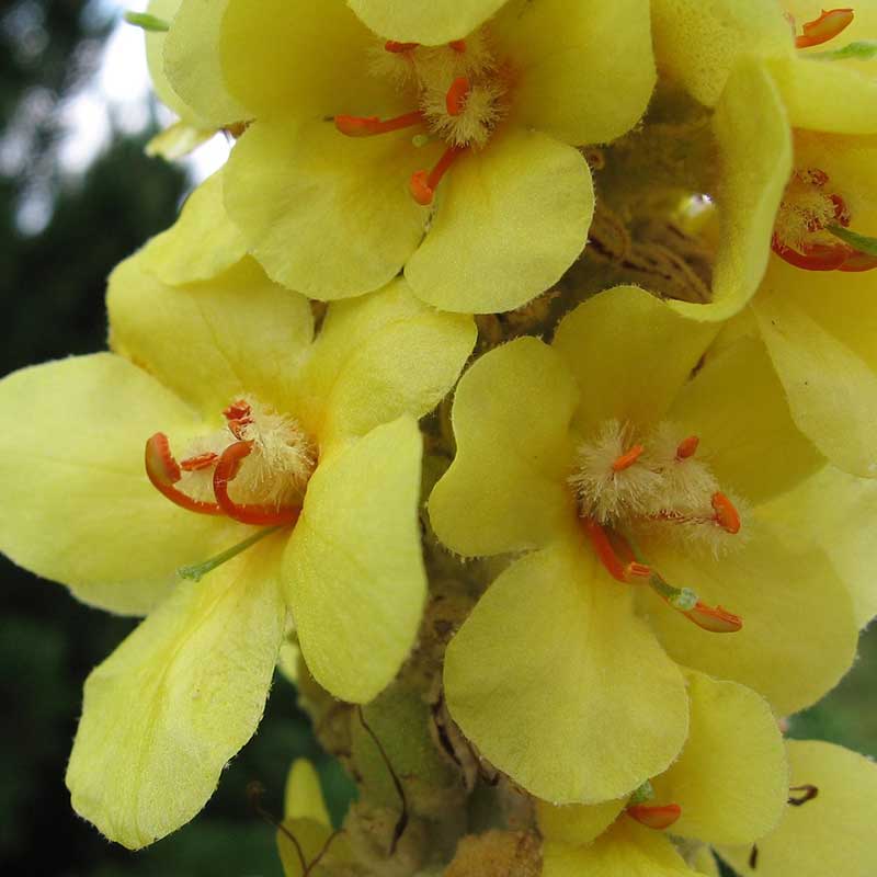 Verbascum mullein