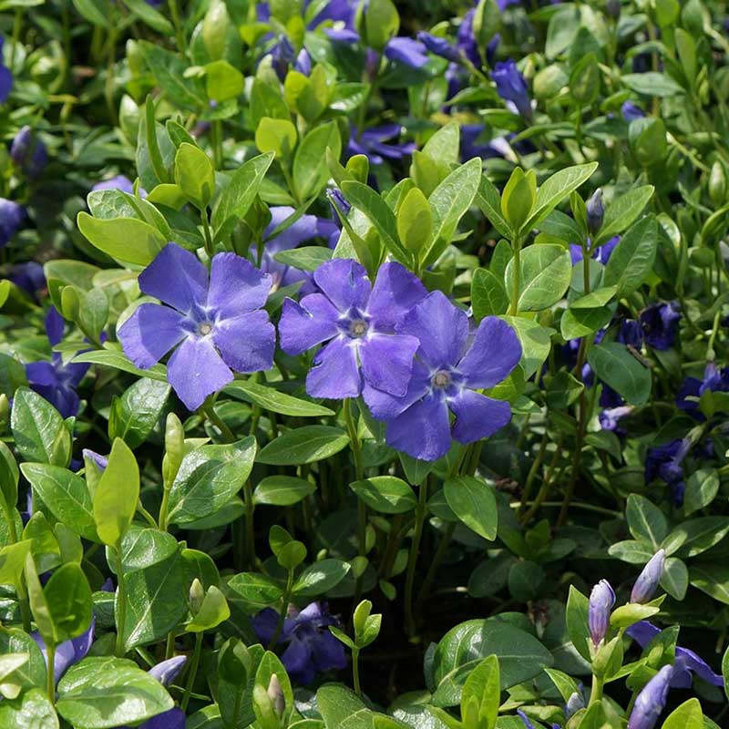 periwinkle - vinca