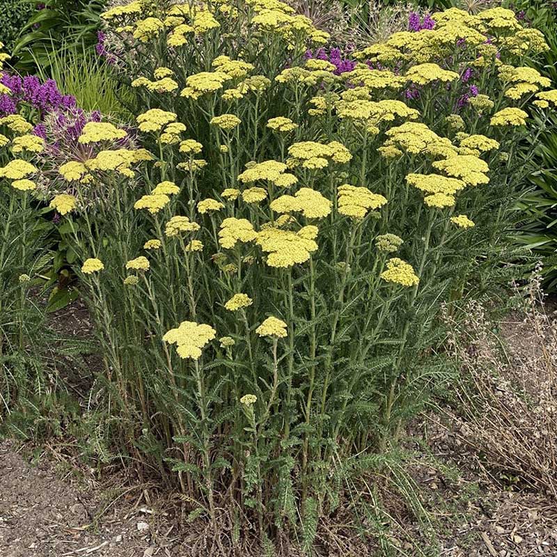 ANTIQUE PERENNIAL ACHILLEA PINKEN FLUSH – Poyntons Nursery