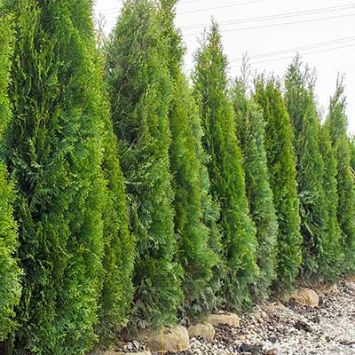 Emerald green arborvitae