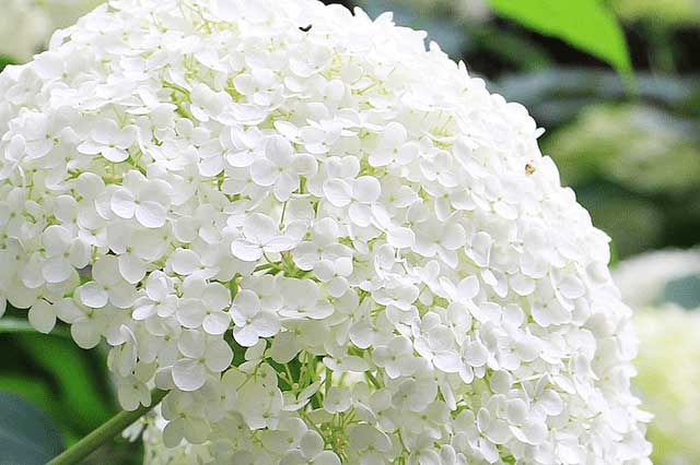 hydrangea arborescens