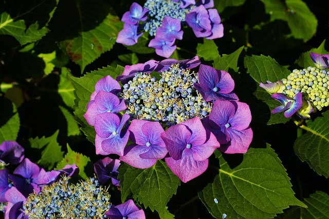 hydrangea lacecap