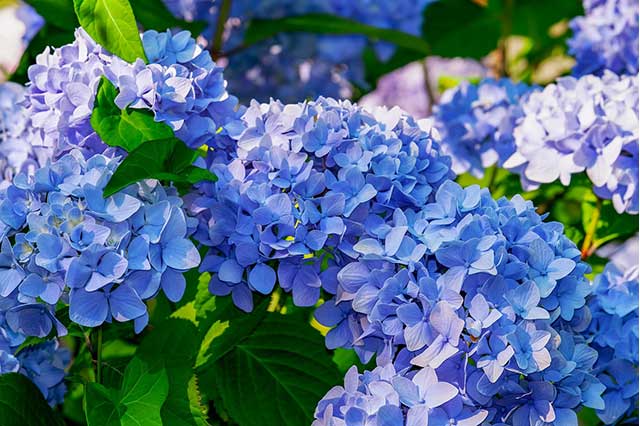 hydrangea macrophylla