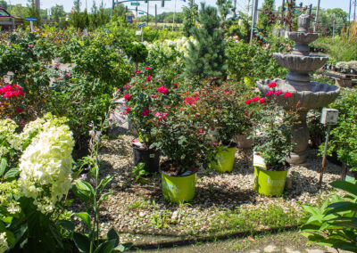Country Bumpkin Garden Nursery - Knockout roses and big panicle hydrangeas.