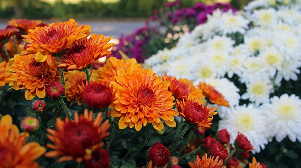 garden mums - fall mums - Country Bumpkin Nursery