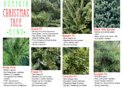 Christmas Tree menu - Country Bumpkin Garden Center - Christmas trees selection Lake County, Illinois. Grand Fir, Balsam Fir, Black Hills Spruce, White Pine, Fraser Fir, Concolor Fir, Douglas Fir.