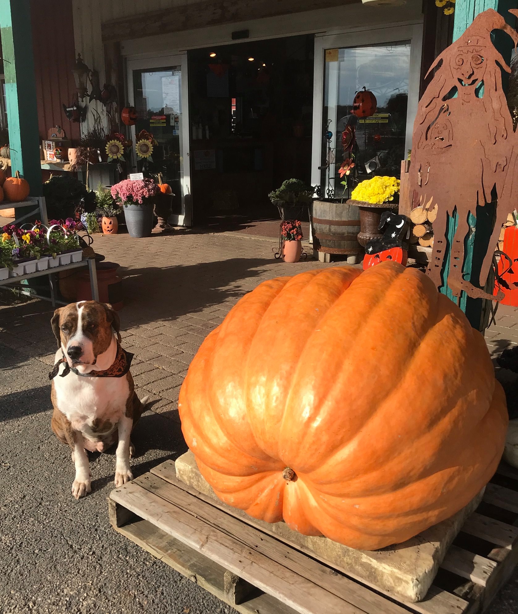 Country Bumpkin Garden Nursery