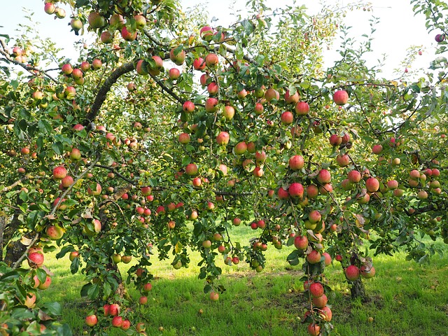 how to grow fruit trees at home