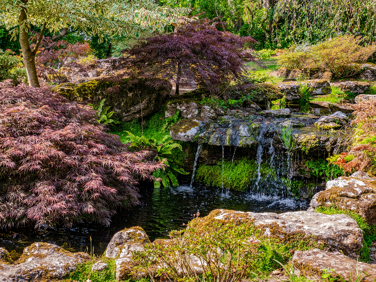 How to prune maple trees - Japanese maples