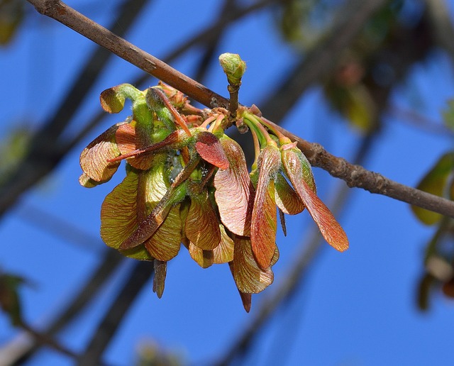 maple tree seeds - maple tree samaras