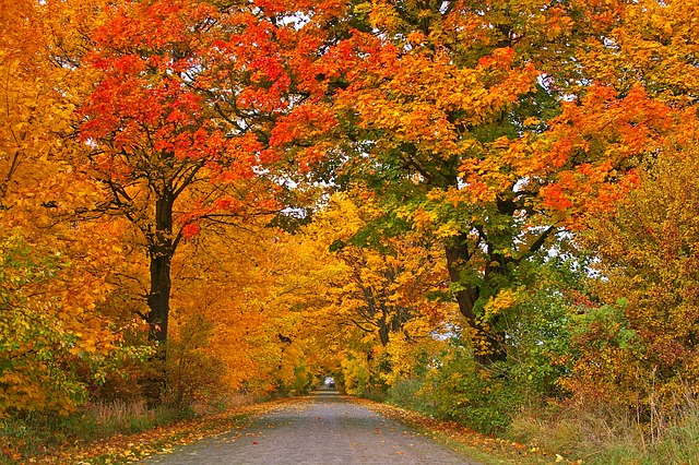 How to care for maple trees