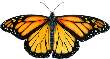 monarch butterfly