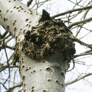 Anthracnose canker