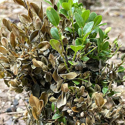 How to Identify Plant Disease - The Country Bumpkin Nursery