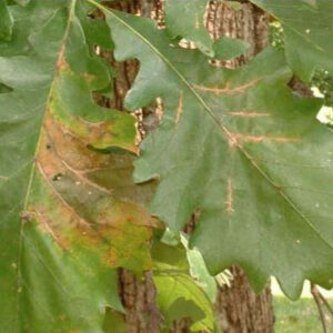 Bur oak blight
