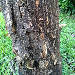 Plant disease cankers