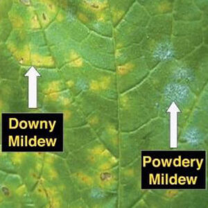 Downy mildew