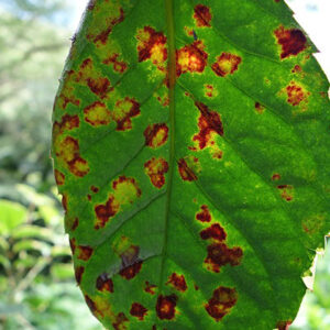 leaf spots and blights