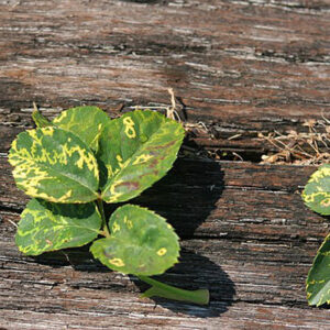 Rose mosaic plant disease caused by virus