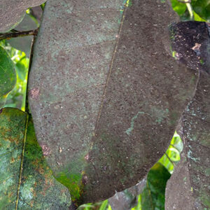Sooty mold on leaf