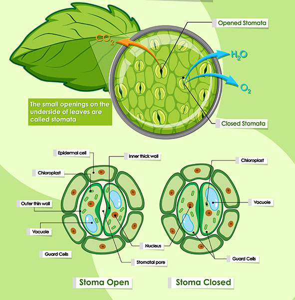 The function of leaves