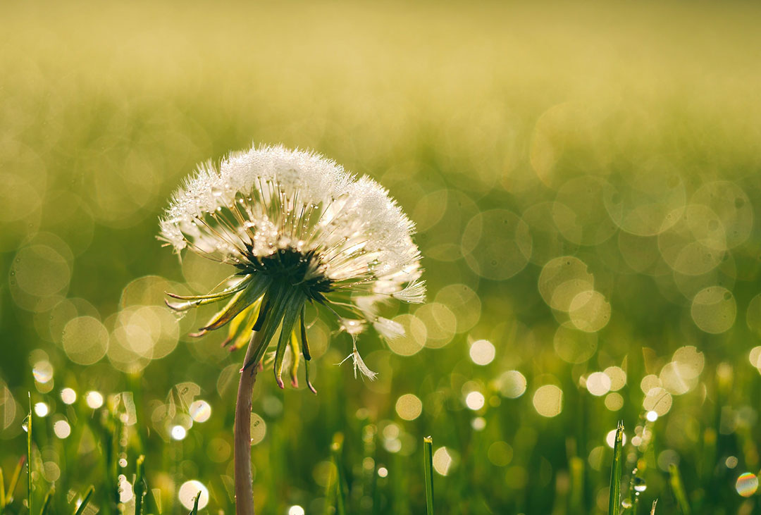 How to control garden weeds