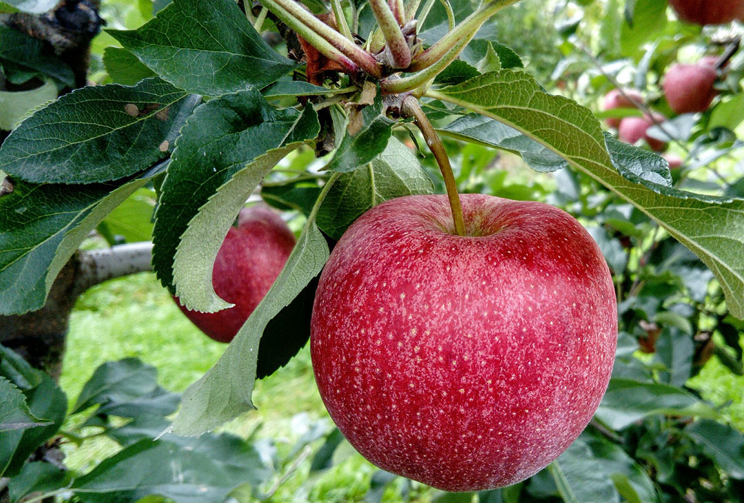 How to grow fruit trees at home.