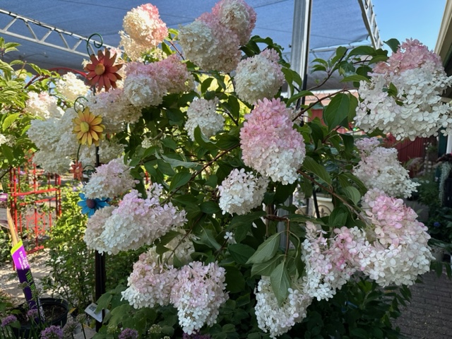 Panicle hydrangeas at The Country Bumpkin, Mundelein