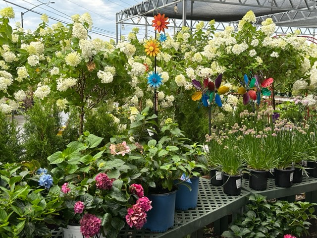 Panicle hydrangeas at The Country Bumpkin, Mundelein