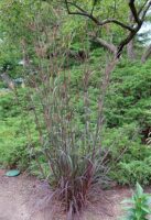 Big Bluestem Grass