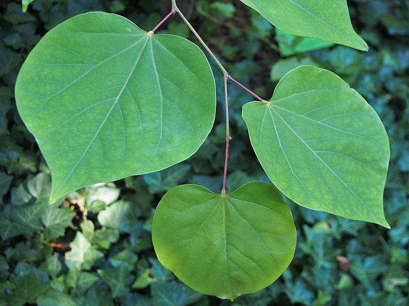 eastern redbud leaf