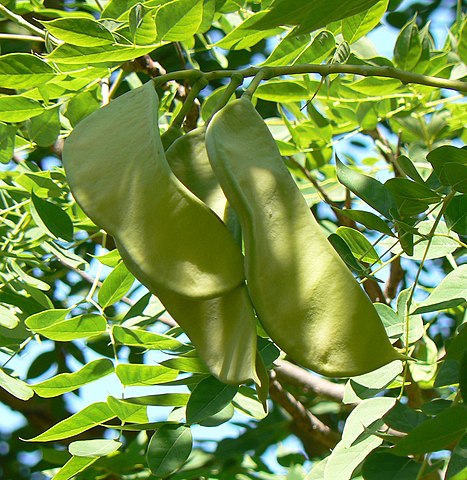 Kentuck coffeetree seed pods