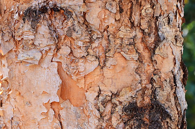 Betula nigra - River birch