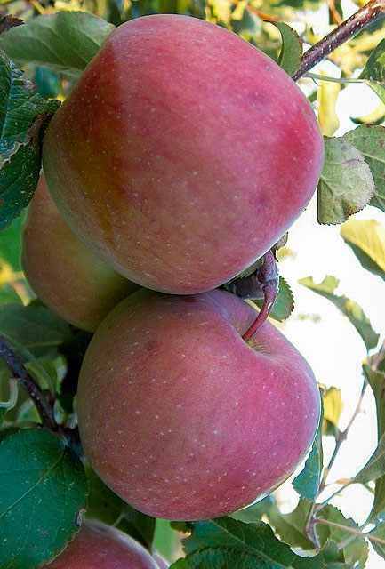 Fuji apple trees for sale at The Country Bumpkin Garden Nursery.