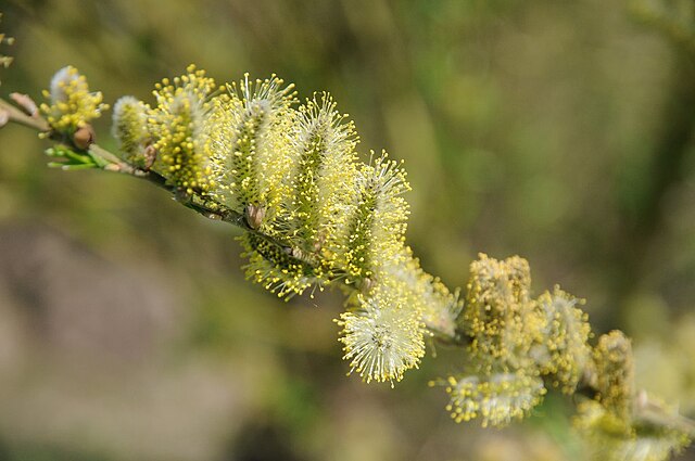 Salix - Pussy willow catkins