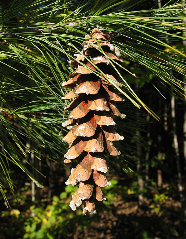 White pine cone