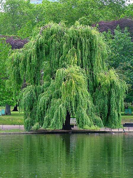 How to determine willow sizes - dwarf, shrub, tree