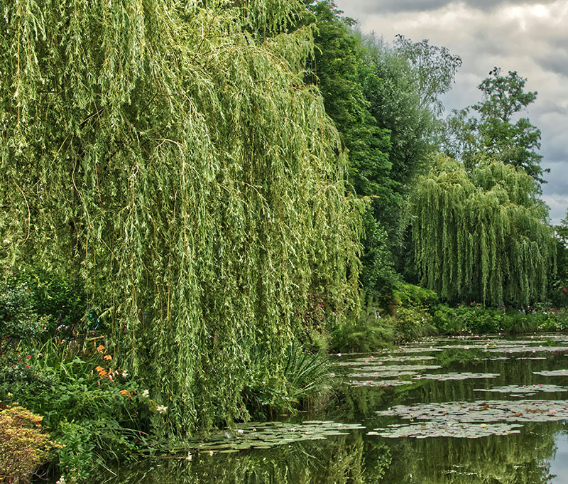 weeping willows