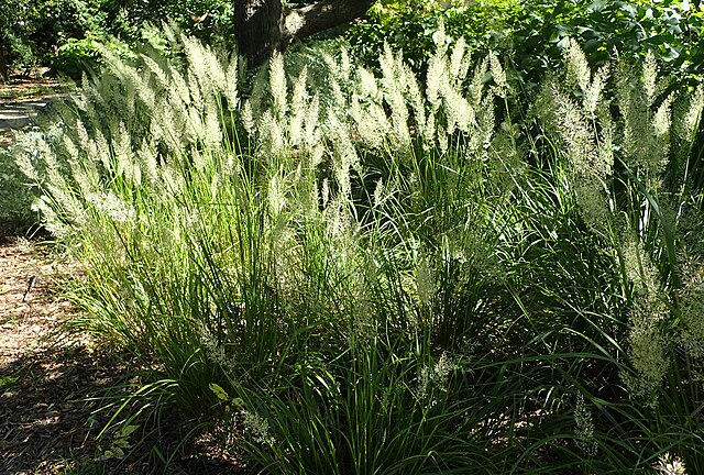 Overdam reed grass